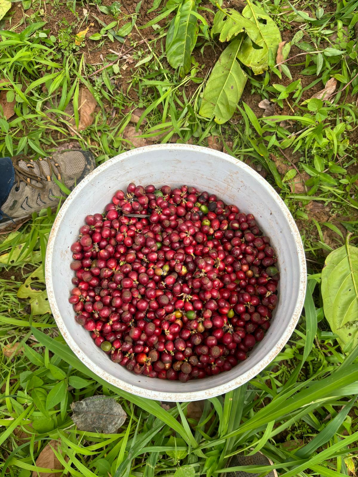 Unroasted Arabica - Lares, Natural