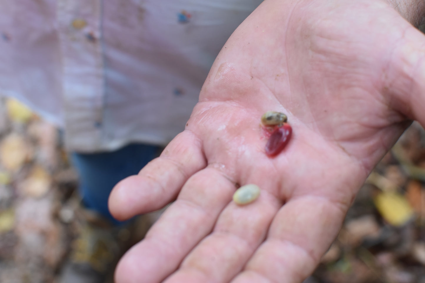 Blend - Lares, Arabica & Robusta, Natural