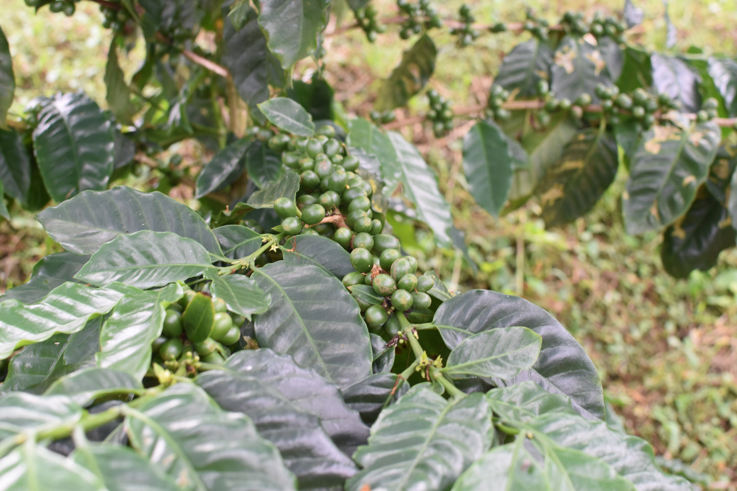 Caturra - San Lorenzo, Black Honey
