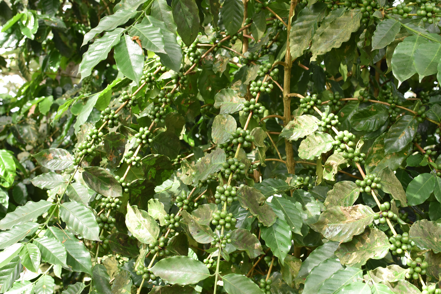 Bourbon - San Lorenzo, Natural