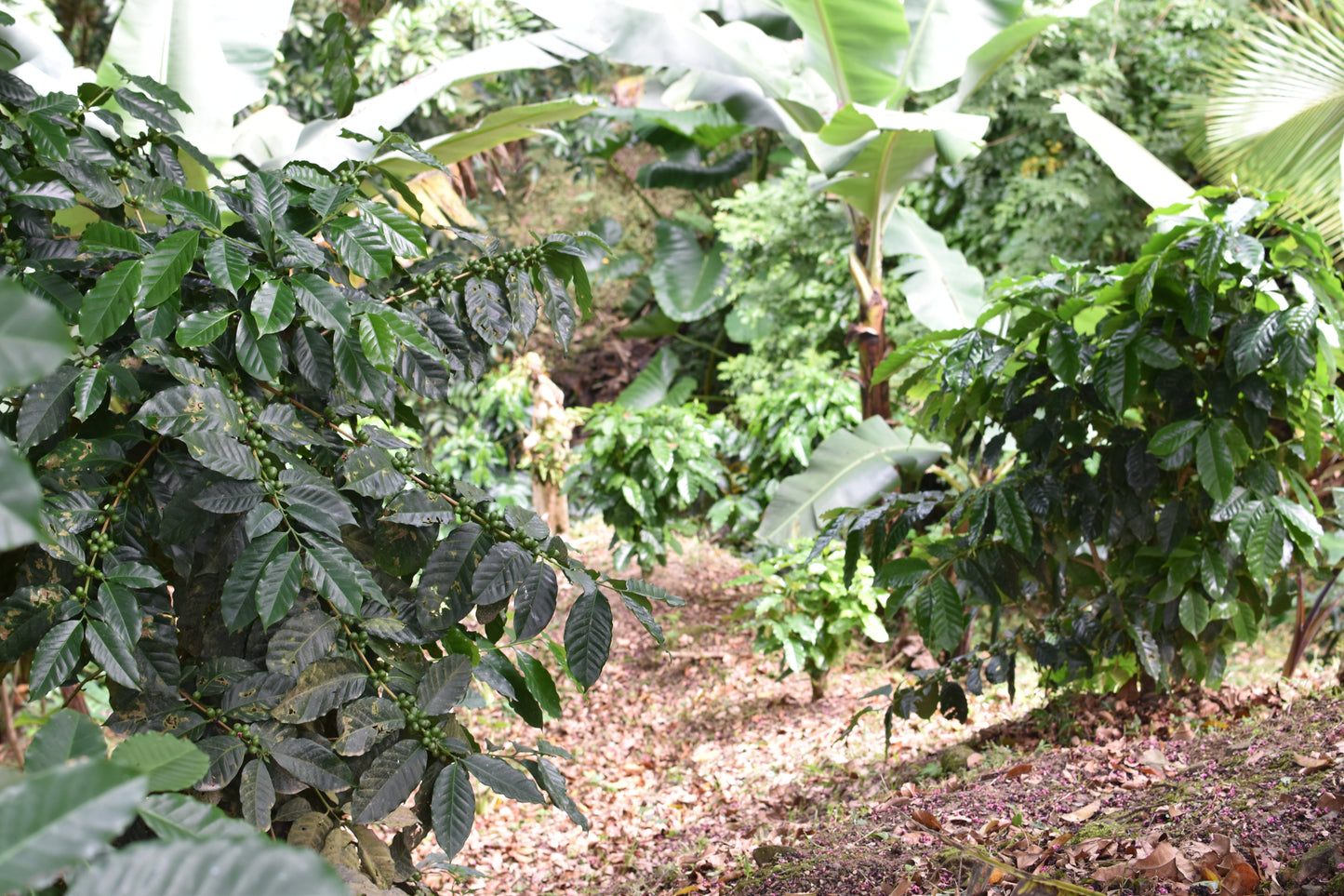 Arabica - Juyaya, Cerro Punta, Washed