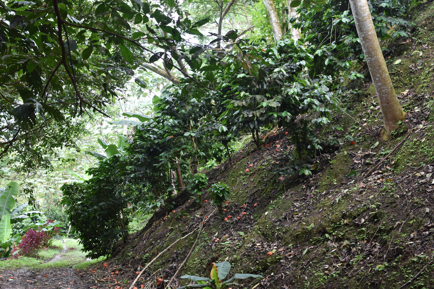 Caturra - San Lorenzo, Black Honey