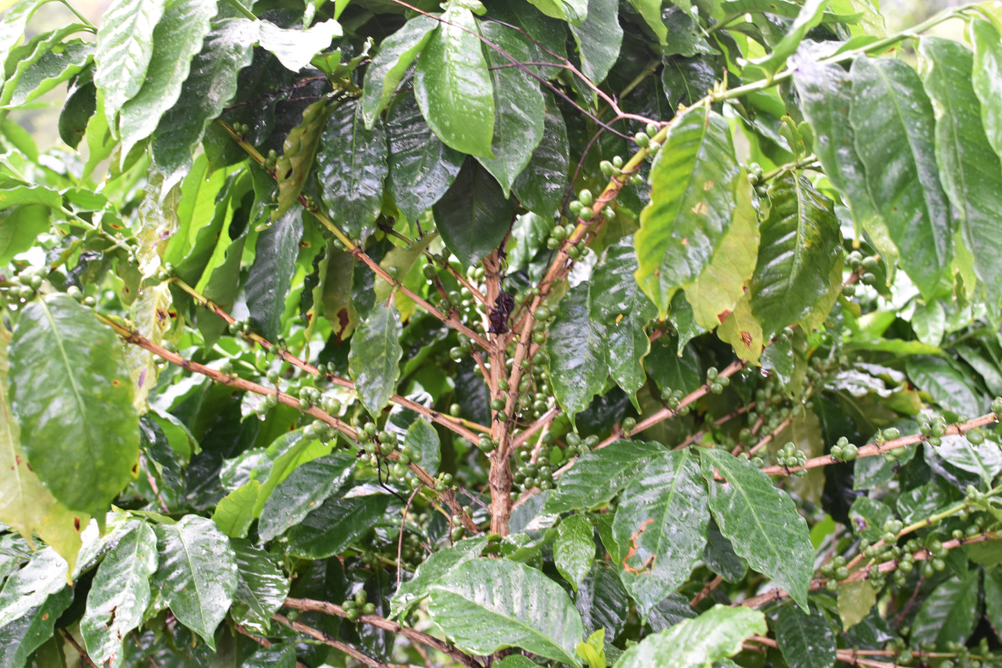 Arabica - Lares, Natural