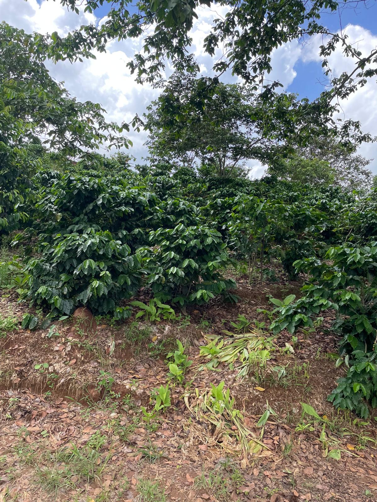 Arabica - Lares, Natural