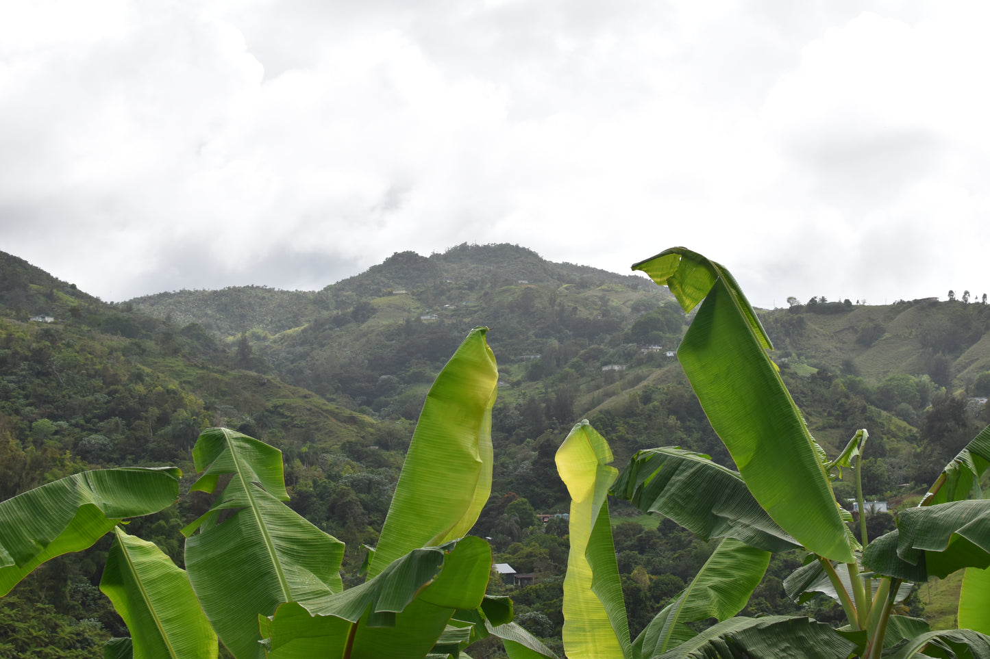 Arabica - Juyaya, Cerro Punta, Washed