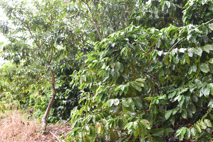 Liberica - Lares, Natural