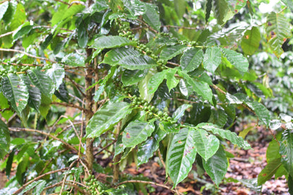Liberica - Lares, Natural