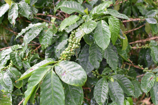 Unroasted Arabica -  Lares, Natural