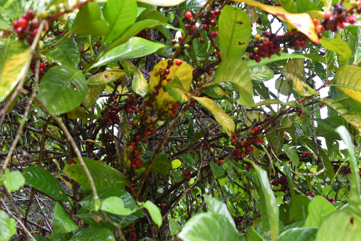 Arabica - Lares, Natural