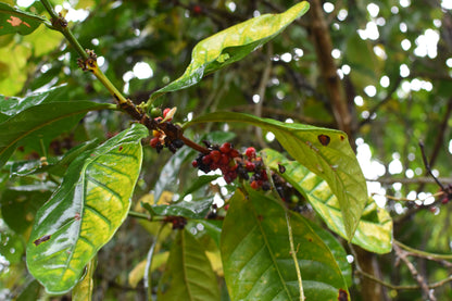 Liberica - Lares, Natural