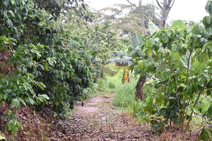 Unroasted Arabica -  Lares, Natural